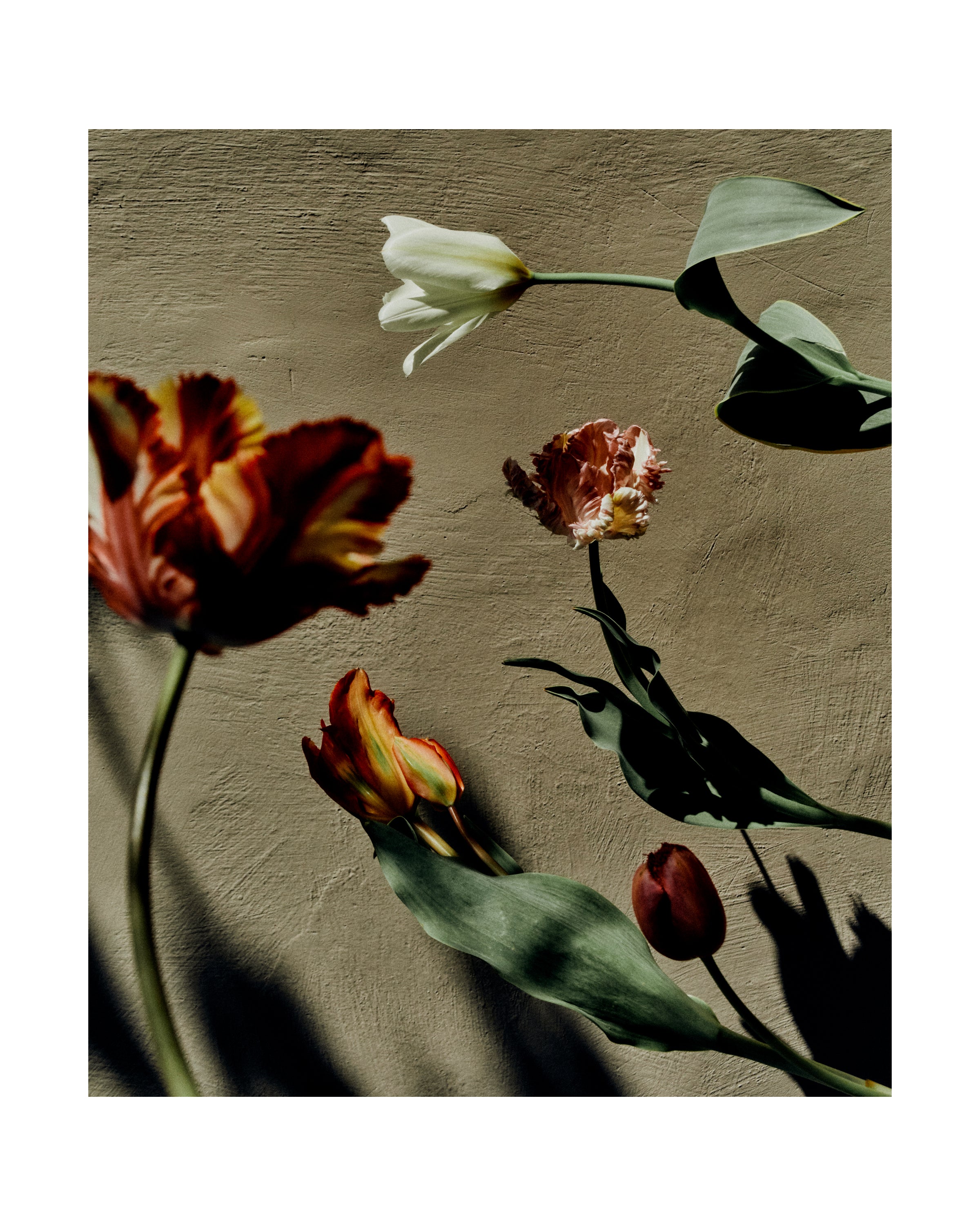 Tulips